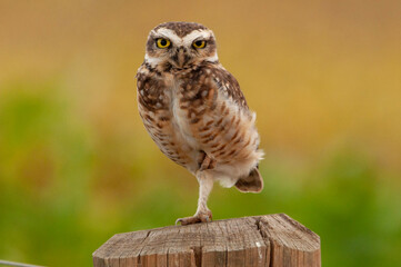 horned owl