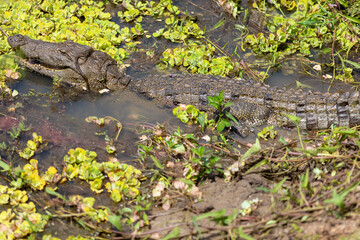 Mugger crocodile