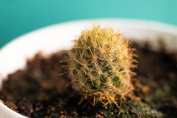 Parodia Erubescens cactus single pot closeup house plant white pot