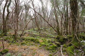 mossy rocks and fern in deep forest

