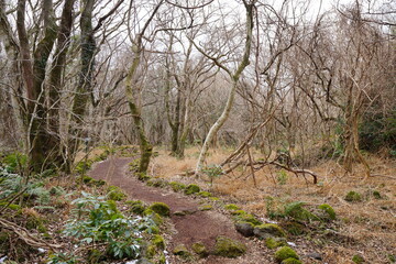 lonely pathway through dreary winter forest