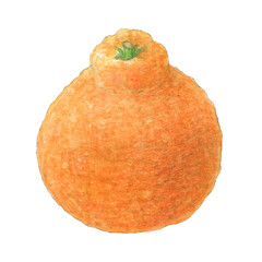 デコポン　水彩色鉛筆果物イラスト