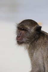 Obraz premium portrait of a monkey