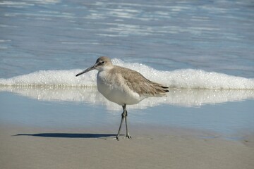 Willet seabird (Tringa semipalmata) on ocean foam background in Florida beach, closeup