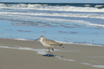 Willet seabird (Tringa semipalmata) on ocean background in Florida beach, closeup