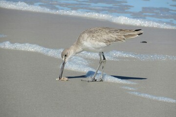 Willet bird (Tringa semipalmata) on Atlantic coast of North Florida