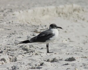 Birds of Panama Cty Beach Florida