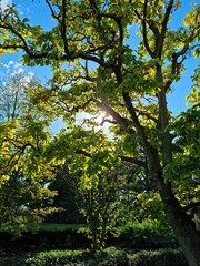 Trees against the sun