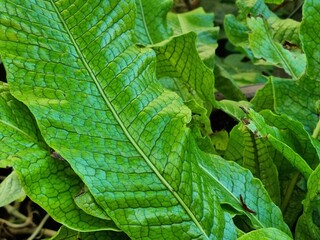 Close up of green leaf