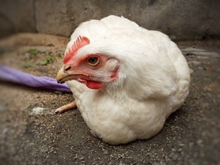 A white color poultry hen sitting on the ground. Chicken sitting quietly with her legs bound with a piece of cloth