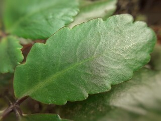Kalanchoe brasiliensis or coerama leaf. It is a plant species in the genus Kalanchoe. It is used to make different types of medicines