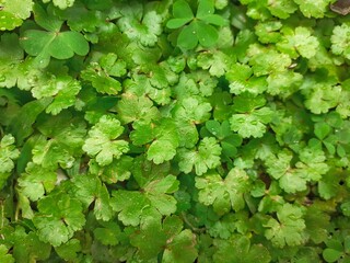 Fototapeta na wymiar Green Manimuni or Indian pennywort leaves background. This plant is found in abundance in Assam. Its scientific name is Centella Asiatica. It has many health benefits