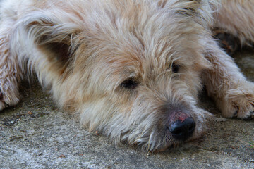 Naklejka na ściany i meble Brown dog sleeps on cement floor. Sad dog.Insect bites.