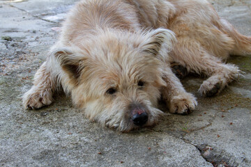 Naklejka na ściany i meble Brown dog sleeps on cement floor. Sad dog.