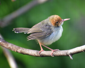 A bird is perching on a tree branch. Close up of The bar winged prinia bird, Prinia familiaris is a species of bird in the cisticola family Cisticolidae
