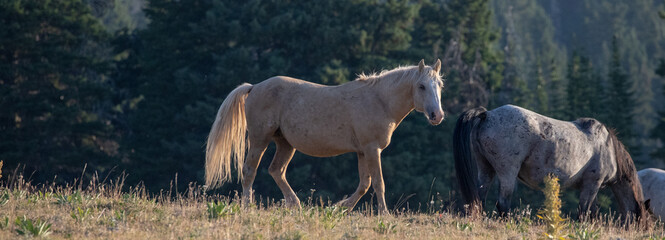 Wild Palomino Stallion in the mountains of the western United States