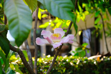 Gustavia, a beautiful pink heavenly lotus
