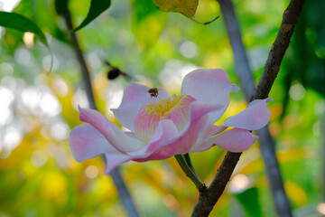 Gustavia, a beautiful pink celestial lotus with a natural bokeh background.
