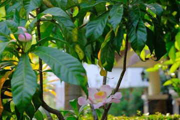 Gustavia, a beautiful pink heavenly lotus
