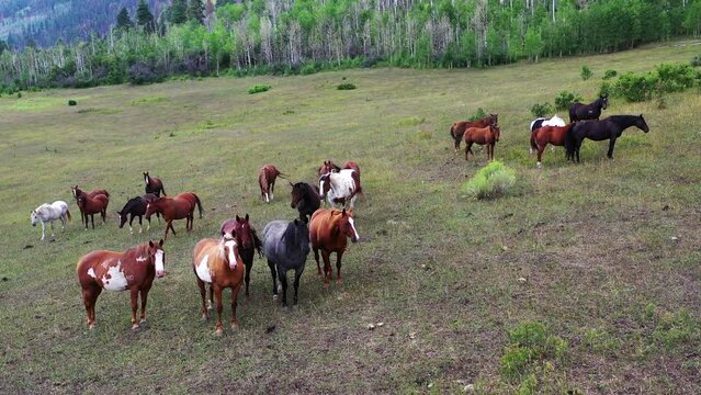 Drone footage of a large group of horses, curious and watching the drone.  