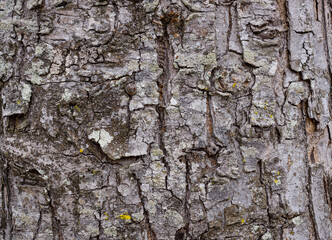 bark of a tree, texture, wooden pattern