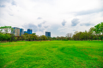 Fototapeta na wymiar Green meadow grass in tree park against blue sky