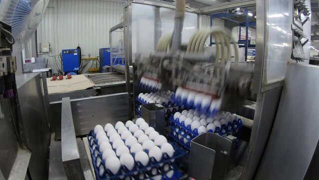 Eggs are moving along the production line. Sorting shop at a poultry farm. Agro-industrial company.