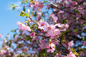 Fototapeta na wymiar 春の訪れ　河津桜の葉も増えてきた