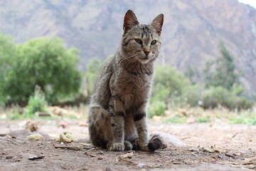 cats in the fields of the andes
