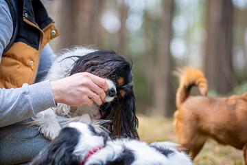 Male hand feeding a dog. Cavalier spaniel doggy eating a treat from a human palm in a forest in spring. Selective focus on the details, blurred background.