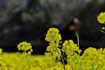 
菜の花畑の菜の花のクローズアップ
