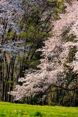 Fototapeta premium 見頃の満開の桜と青空 日本