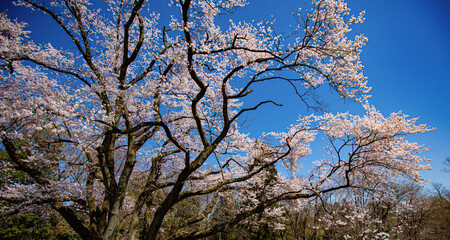 見頃の満開の桜と青空　日本