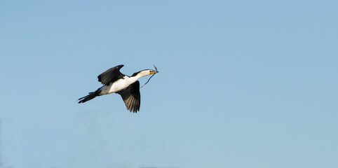 Obraz premium Cormorant flying across a blue sky carrying a twig in its beak