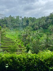 Obraz premium rice terraces in island