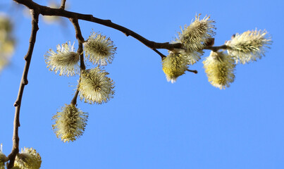 a budding willow branch against the blue sky