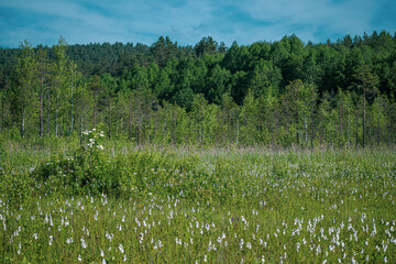 Lithuanian landscape in summer. Green wet marshland, tall coniferous trees in the distance, blue sky and warm sunny day. Selective focus on the details, blurred background.