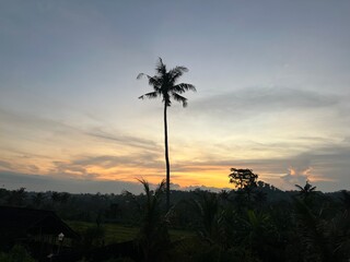 sunset in the jungle