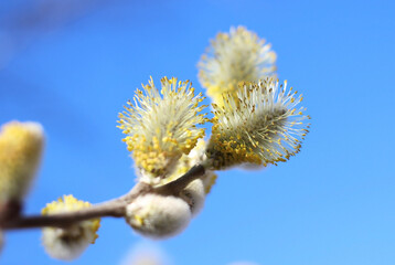 a budding willow branch against the blue sky