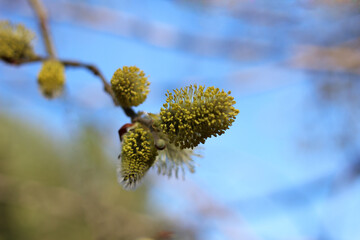 a budding willow branch against the blue sky