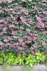 ピンクと黄色の共演　pink flowers in a garden