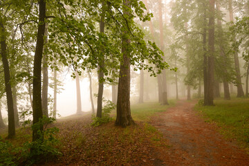 Mist forest. Forest with lots of trees and fog. Foggy forest