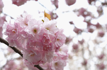 Pink sakura blooming in Spring of Japan.