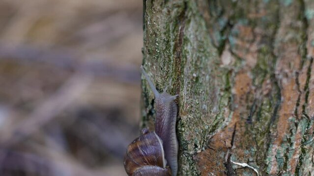 Close-up timelapse of a snail crawling on the stam of a tree.4K