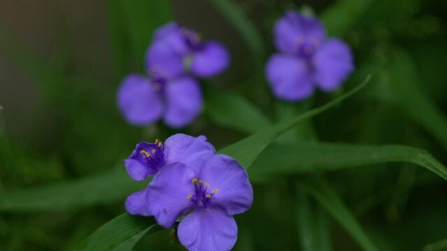 Pulling focus from the background to the foreground. Objects are beautiful purple flowers.4K