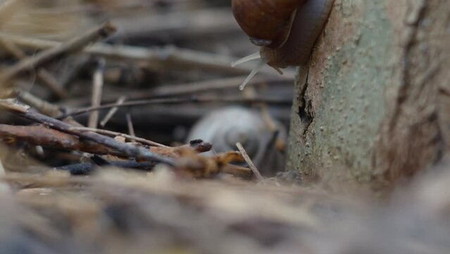 Close-up timelapse of a snail crawling on the stam of a tree.4K