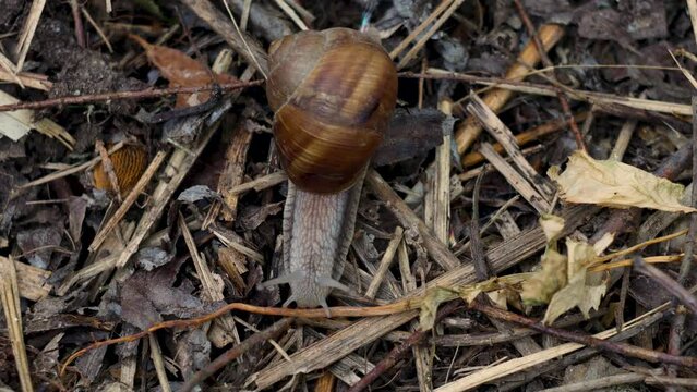 Close-up timelapse of a snail crawling on the leaf-litter.4K