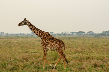 giraffe in the wild