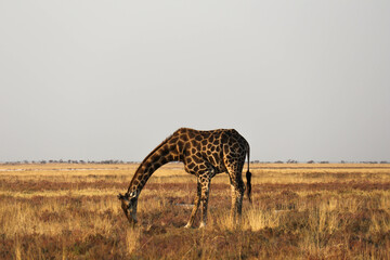 giraffe in the savannah