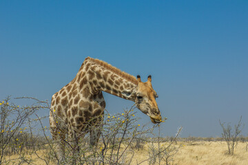 giraffe in the savannah